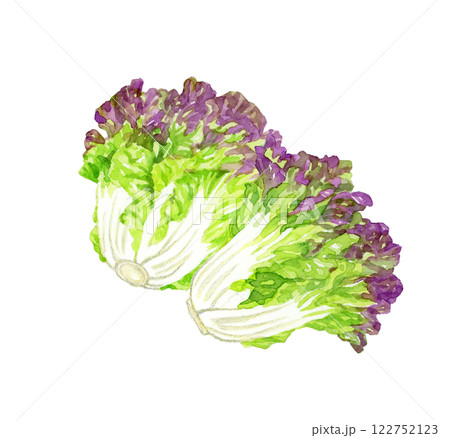 サニーレタス フレッシュな野菜の手描き水彩イラスト素材 サニーレタス フレッシュな野菜の手描き水彩イラスト素材 122752123
