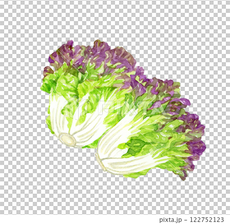 サニーレタス フレッシュな野菜の手描き水彩イラスト素材 サニーレタス フレッシュな野菜の手描き水彩イラスト素材 122752123