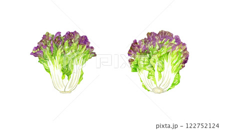 サニーレタス　フレッシュな野菜の手描き水彩イラスト素材 122752124