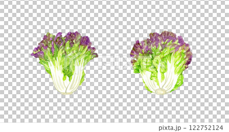 サニーレタス　フレッシュな野菜の手描き水彩イラスト素材 122752124