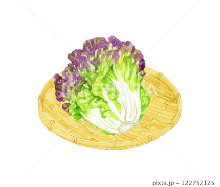 竹ざるに乗った サニーレタス　フレッシュな野菜の手描き水彩イラスト素材 122752125