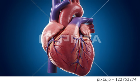 3D Medical Illustration of Human Heart with Arteries and Veins 122752274