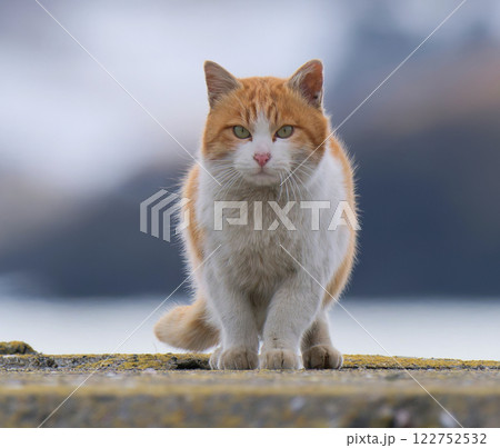 猫01 122752532