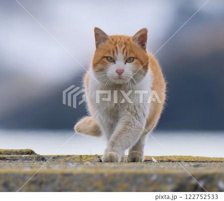 猫02 猫02 122752533