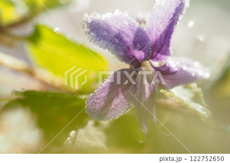 すみれの花と霜 122752650