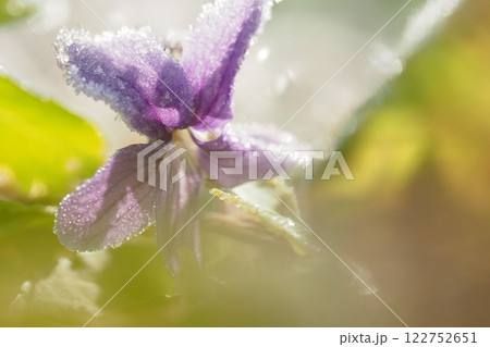 すみれの花と霜 122752651