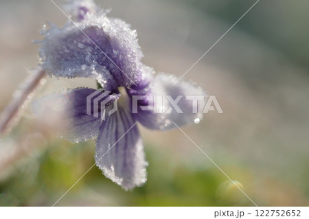 菫の花と霜 122752652