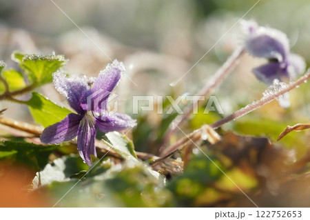 寒い朝　霜のおりた菫の花 122752653