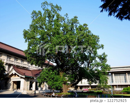 東京国立博物館正面のユリノキ 122752925