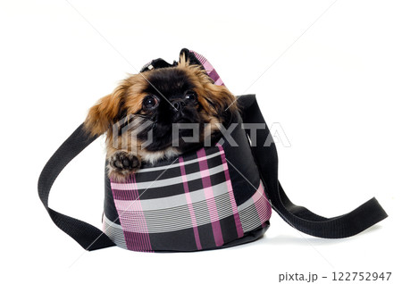 Puppy dog in bag Puppy dog in bag 122752947