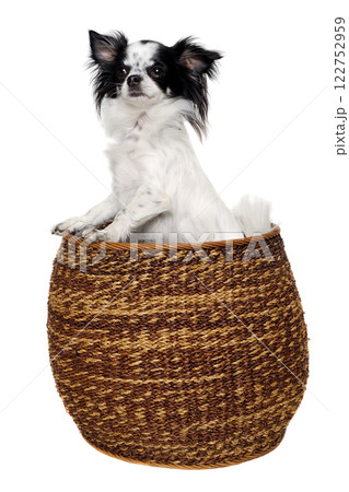 Chihuahua isolated on white background 122752959