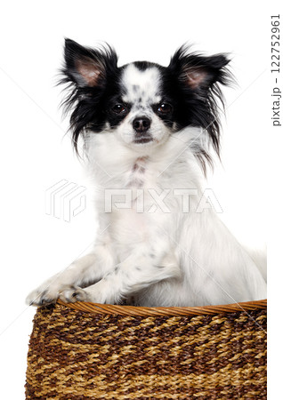 Chihuahua isolated on white background Chihuahua isolated on white background 122752961
