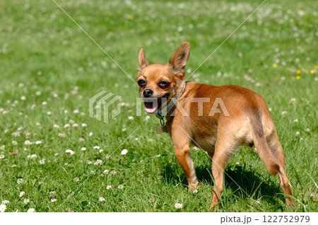Chihuahua dog on green grass 122752979