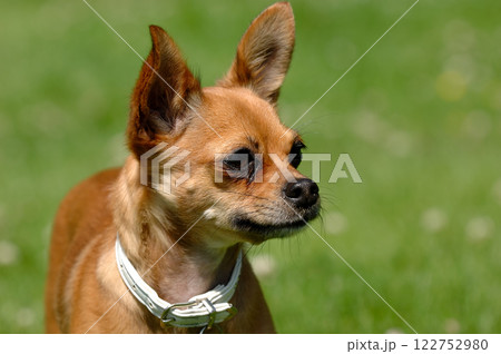 Chihuahua dog on green grass Chihuahua dog on green grass 122752980
