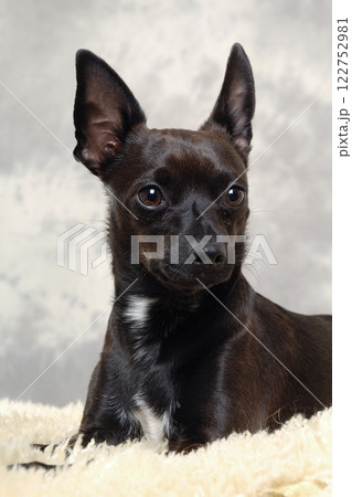 Black puppy dog 122752981
