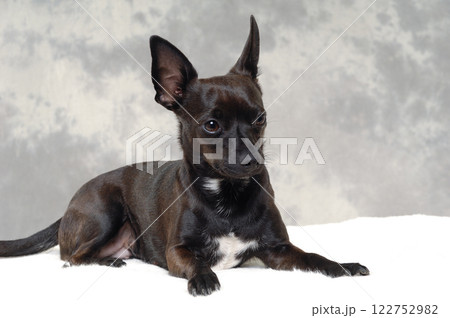 Black puppy dog 122752982