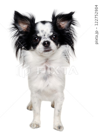 Chihuahua isolated on white background 122752984