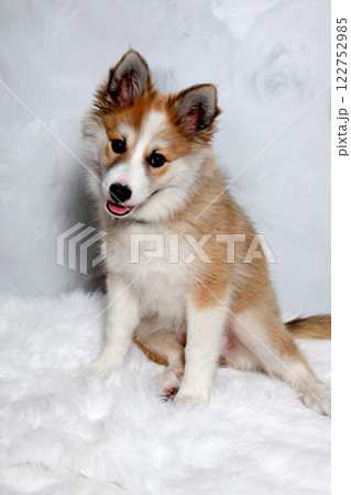 Norwegian lundhund dog Norwegian lundhund dog 122752985