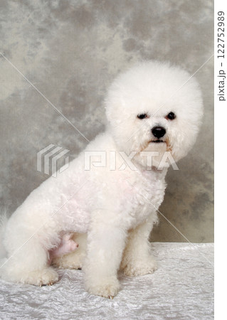 Sitting poodle dog Sitting poodle dog 122752989