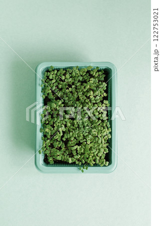 Plastic tray of seedlings arugula on green table Plastic tray of seedlings arugula on green table 122753021