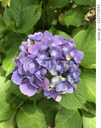 宗吾霊堂の境内に咲く紫のアジサイ 122753043