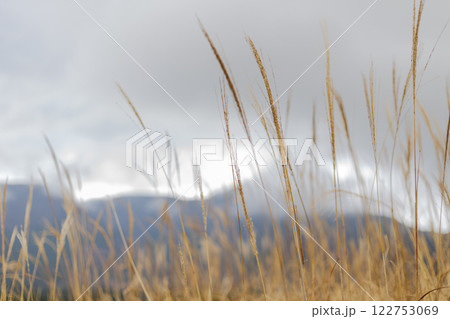 箱根　箱根神社　神社　HAKONE 122753069