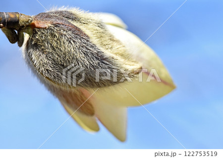 3月 開き始めたコブシ 3月 開き始めたコブシ 122753519