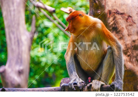 Bekantan or proboscis monkey perches on a tree stump, surrounded by lush greenery, showcasing its distinctive features and playful demeanor. 122753542