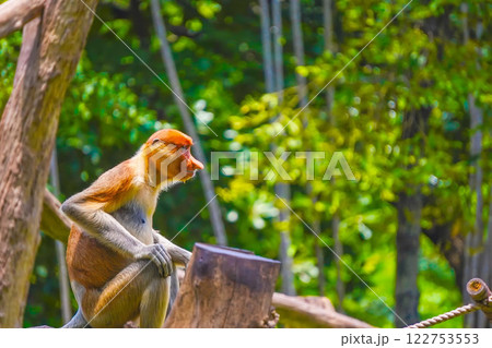 Bekantan or proboscis monkey perches on a tree stump, surrounded by lush greenery, showcasing its distinctive features and playful demeanor. Bekantan or proboscis monkey perches on a tree stump, surrounded by lush greenery, showcasing its distinctive features and playful demeanor. 122753553