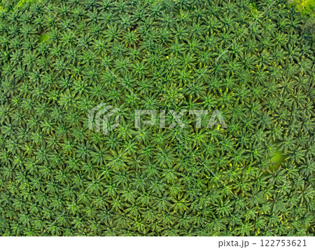 Top view aerial view of fertile oil palms trees,Aerial view of palm plantation at asia Thailand 122753621