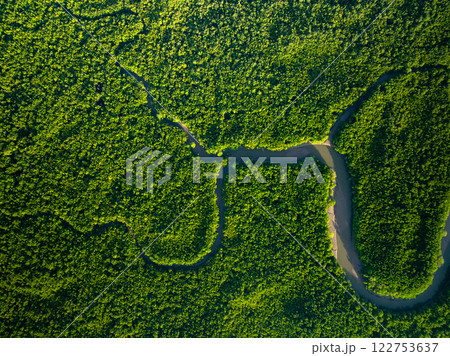 Amazing abundant mangrove forest, Aerial view of forest trees Rainforest ecosystem and healthy environment background, Texture of green trees forest top down, High angle view Amazing abundant mangrove forest, Aerial view of forest trees Rainforest ecosystem and healthy environment background, Texture of green trees forest top down, High angle view 122753637