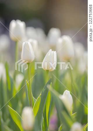 ふなばしアンデルセン公園のチューリップ 122753668