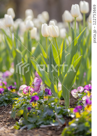 ふなばしアンデルセン公園のチューリップ 122753669
