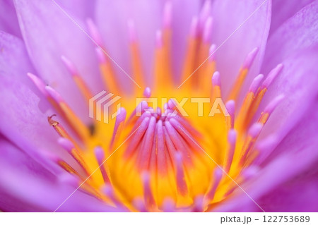 紫の花 122753689