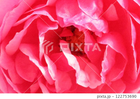 クローズアップした秋のピンクのバラの花 クローズアップした秋のピンクのバラの花 122753690