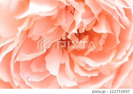 秋のピンクのバラ 122753697