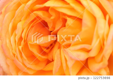 秋の黄色いバラ 秋の黄色いバラ 122753698