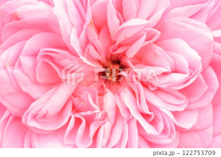 秋のピンクのバラ 122753709