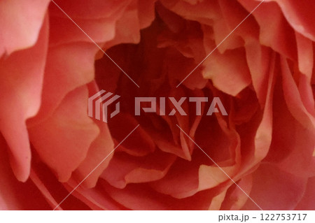 秋の赤いバラの花 秋の赤いバラの花 122753717