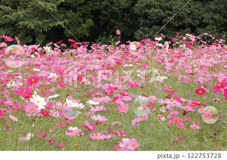 コスモス畑とシャボン玉 122753728