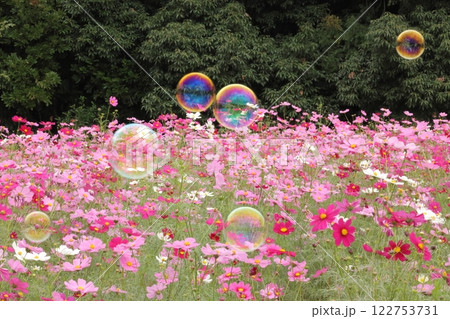 コスモス畑にシャボン玉が飛んでいる 122753731
