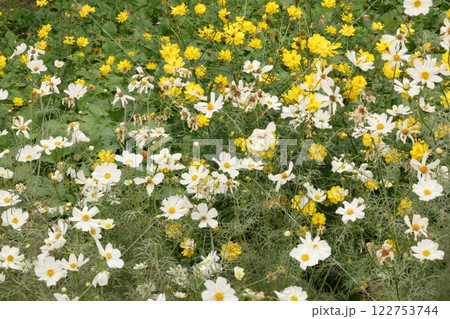ソバの花 122753744