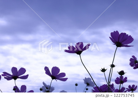 空に向かって咲くコスモス 122753745