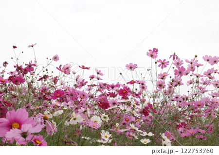 空に向かって咲くコスモス 122753760