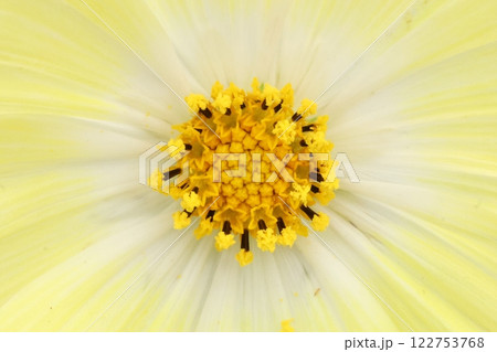 コスモスの花 122753768