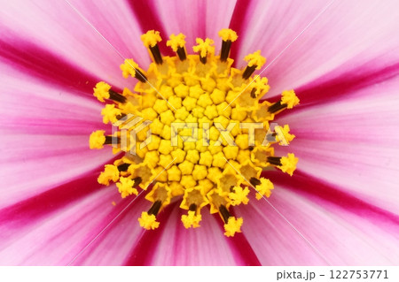 ピンクのコスモスの花びら 122753771
