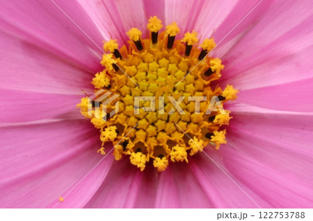 ピンクのコスモスの花が咲いています ピンクのコスモスの花が咲いています 122753788