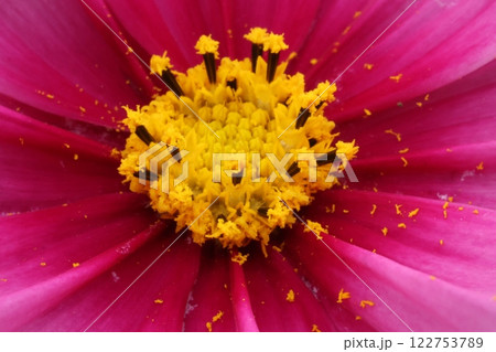 赤いコスモス 赤いコスモス 122753789