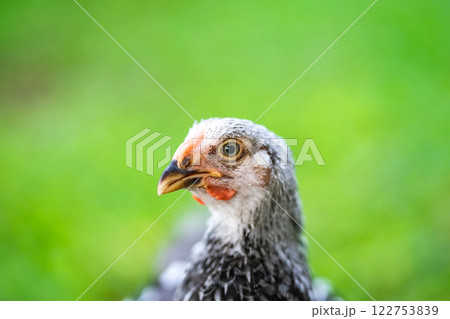 Feathers on chickens are gray and black. The red beak then stood on the grassy area. Feathers on chickens are gray and black. The red beak then stood on the grassy area. 122753839