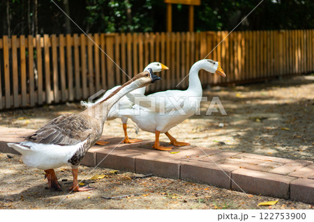 The White Goose with Brown Goose lives on the ground in farm garden 122753900